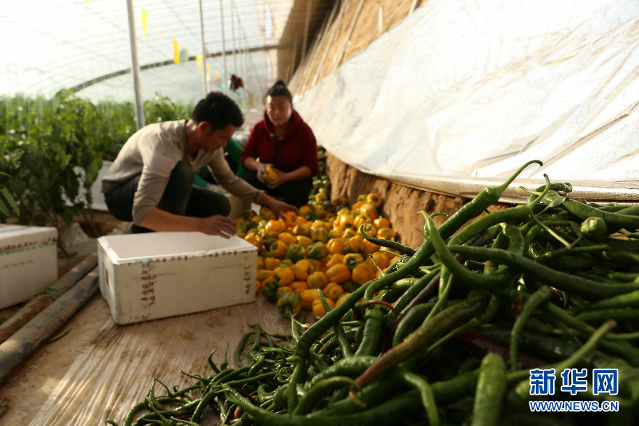 内蒙古：科技智能蔬菜大棚有“钱”途