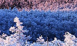 不伐一片林照样能脱贫——内蒙古大兴安岭扶贫帮困纪实