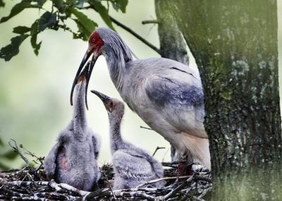 巢鸟什么成语_成语故事简笔画(5)