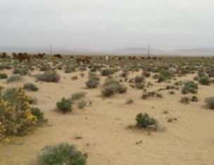 阿拉善盟多部门联手抗旱救灾