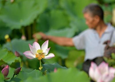 立秋时节忙采莲