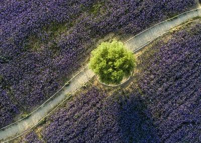 沙漠花海醉芬芳