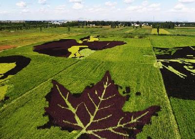 稻田画迎八方游客