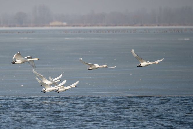 春到塞外 百鳥集翔