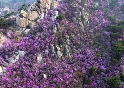 青島大珠山：杜鵑花海漫山綻放