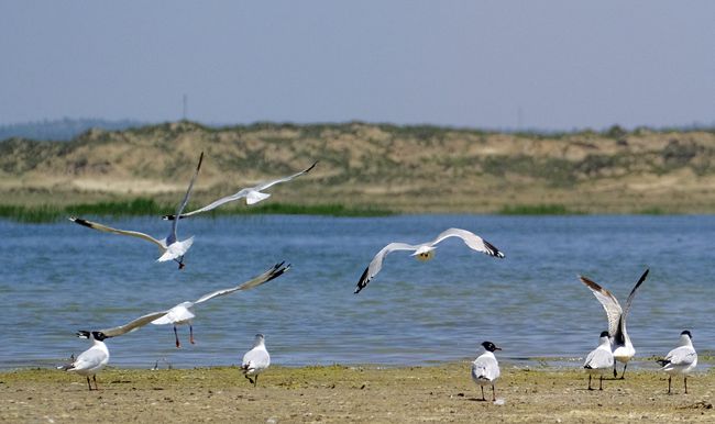 泊江海子又成鳥類樂園