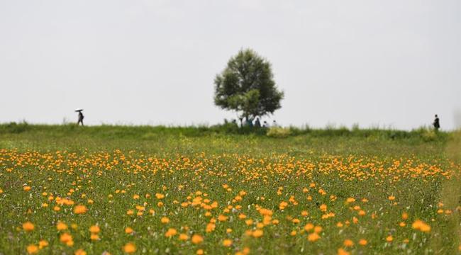 盛夏金蓮川美景