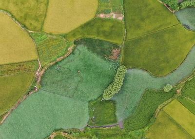 鄉村稻田&ldquo;調色板&rdquo;