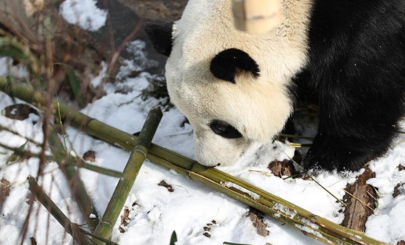 雪中大熊猫
