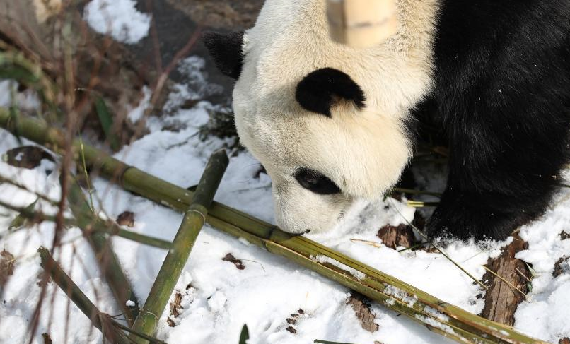 雪中大熊貓