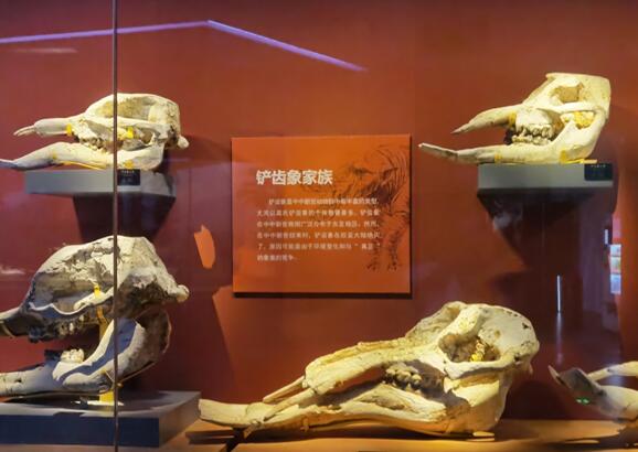 内蒙古古生物化石保护研究所揭牌