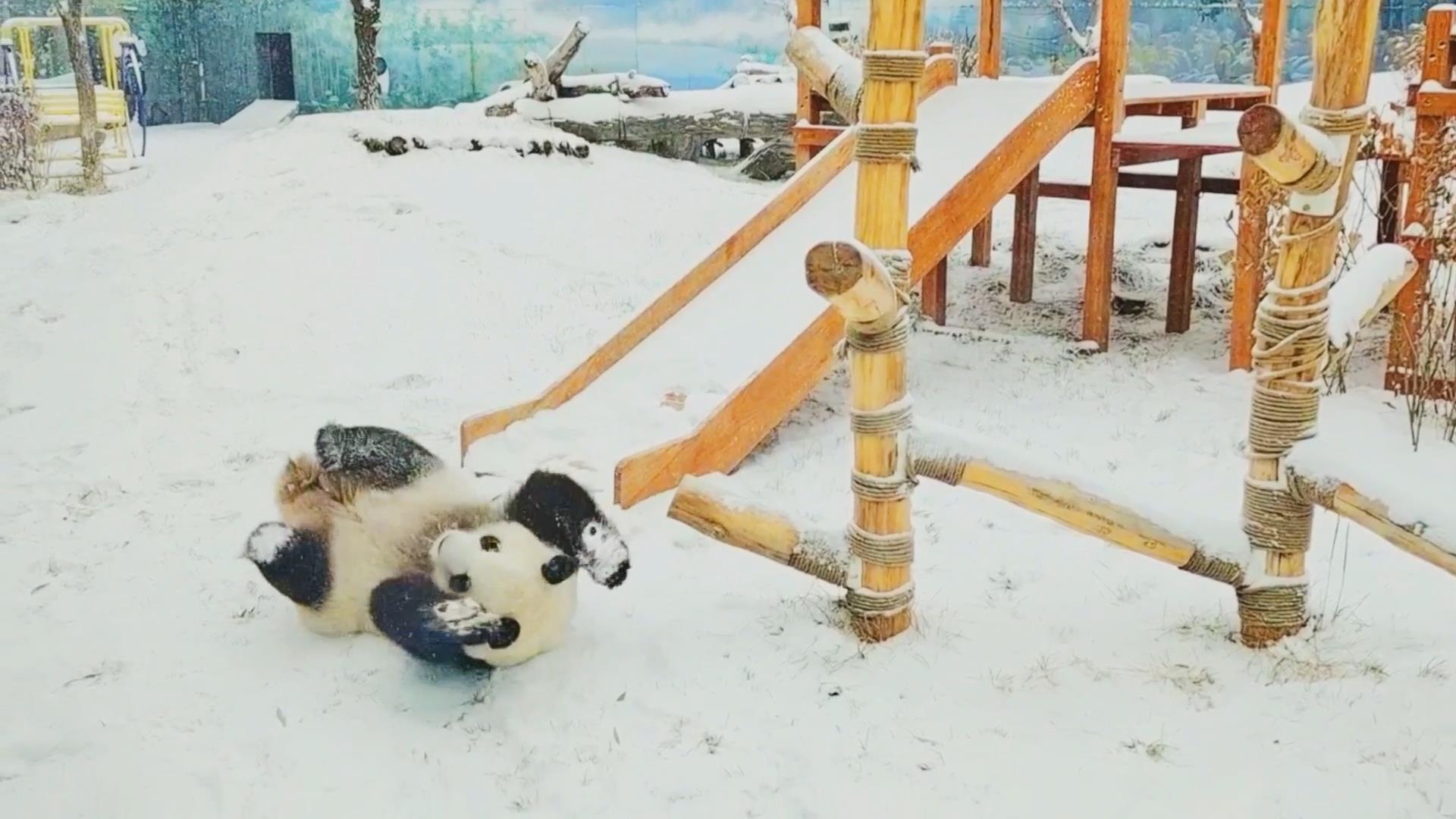大熊猫雪地里撒欢