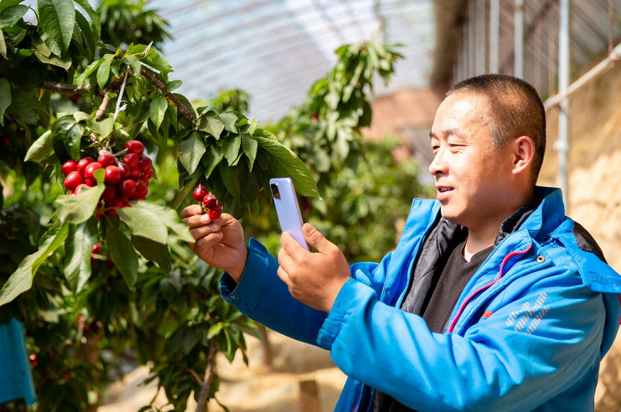 呼和浩特：特色種植助農增收