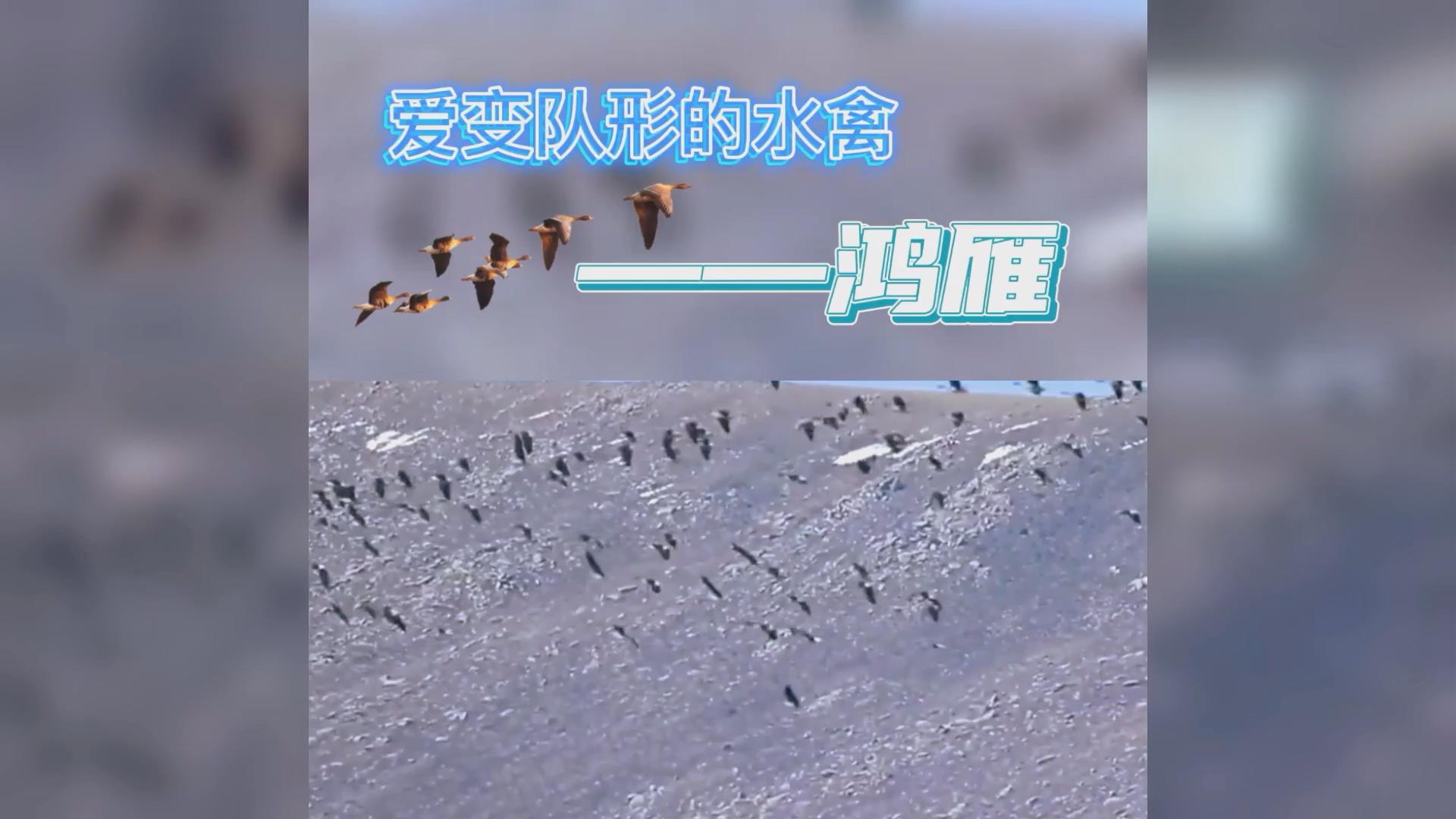 鸿雁:爱变队形的水禽