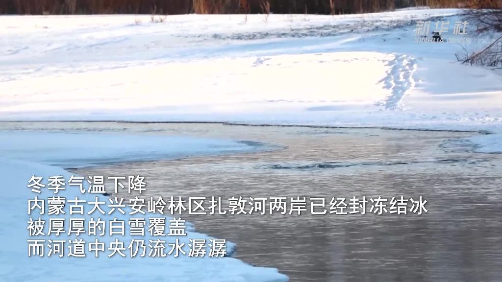 白雪皑皑 四只水獭闹冰河