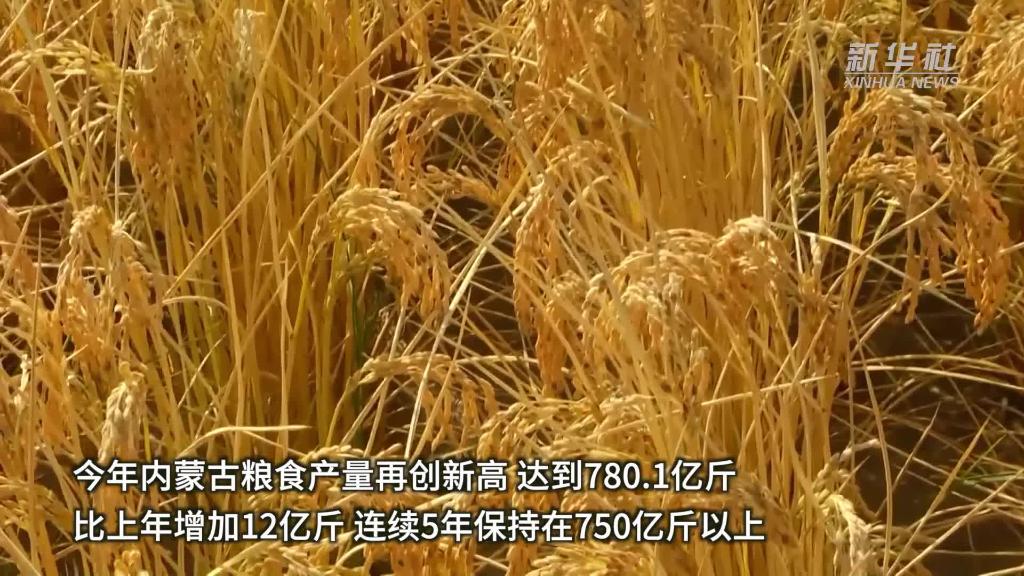 內蒙古糧食産量創新高達780.1億斤