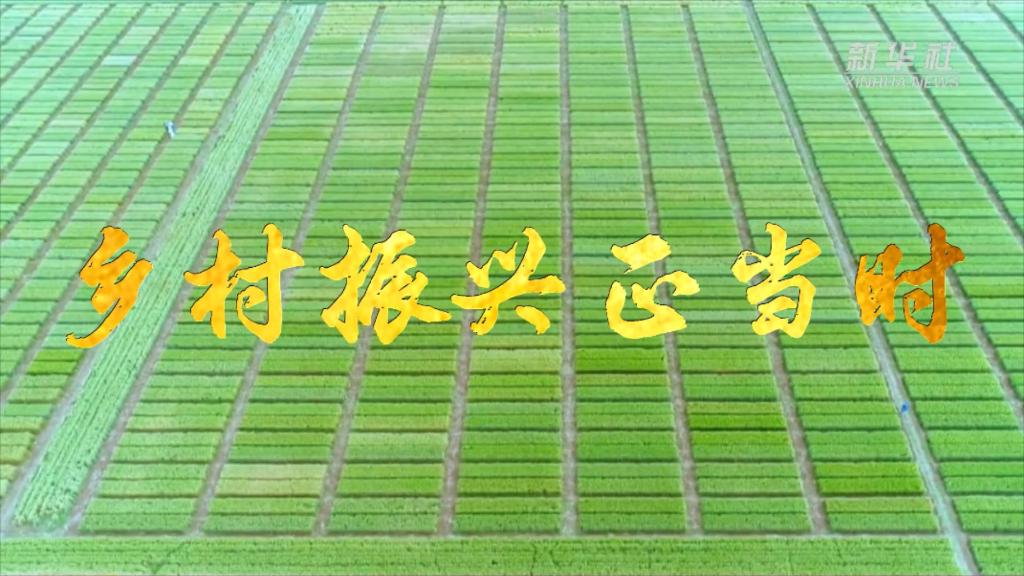微视频｜乡村振兴正当时