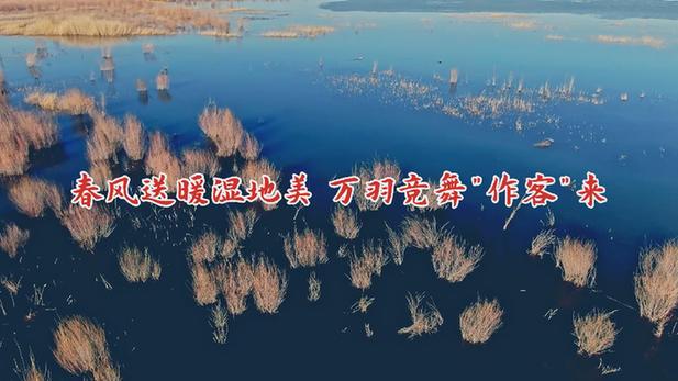 春风送暖湿地美 万羽竞舞“作客”来