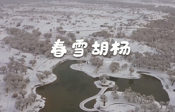 【“飞阅”中国】春雪胡杨