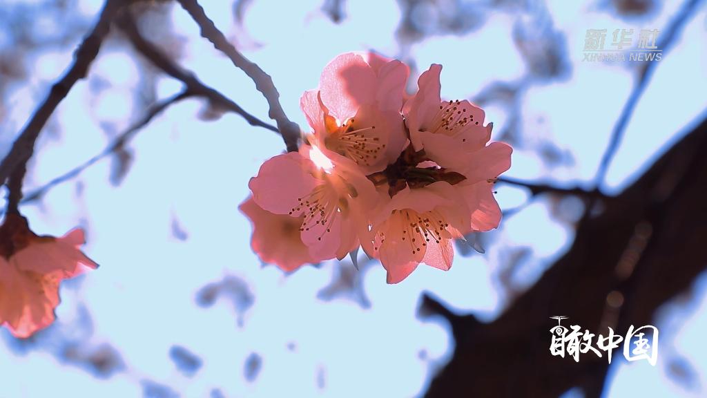 瞰中國｜內蒙古包頭：花有約 春不負