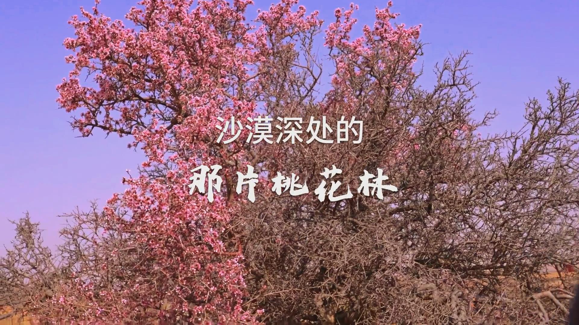 大漠深处的那片桃花林