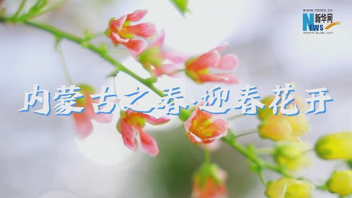 內蒙古之春·迎春花開