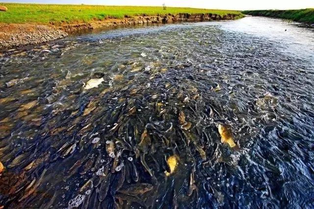 華子魚洄遊 網友：這就是生命的力量！