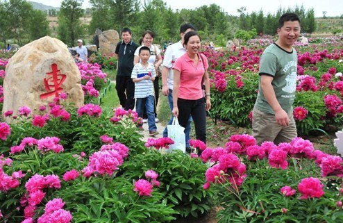 华北地区最大芍药观赏基地在内蒙古建成开放