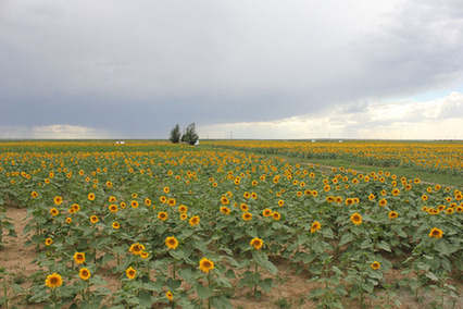 首届中国游牧文化旅游节暨达茂旗第24届那达